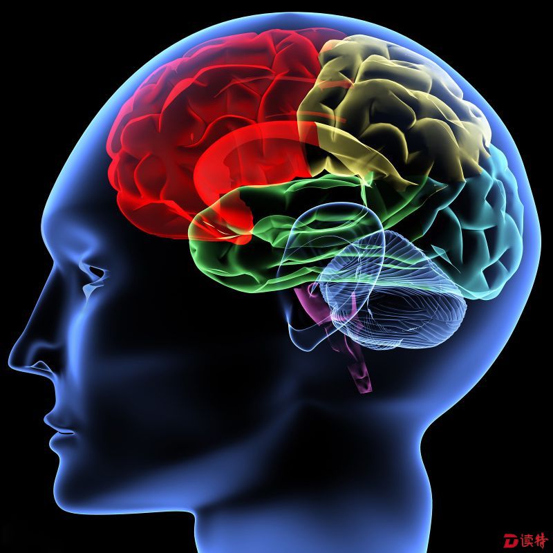 人类干细胞培育出3D微型大脑