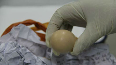 外籍旅客入粤携带生禽蛋检出禽流感