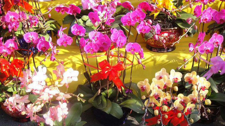 2017深圳迎春花市1月21日开市，各区分别办