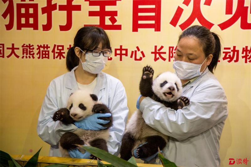 饲养员抱着又萌又淘气的双胞胎大熊猫宝宝 - 副本