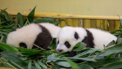 中国大熊猫保护研究中心广东基地添了双胞胎