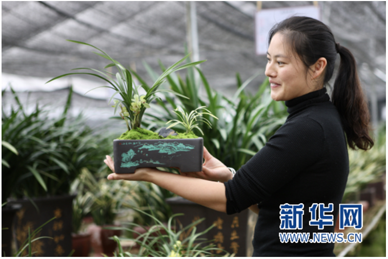 2.8万元一盆的兰花？到广州翁源兰博会去瞧瞧
