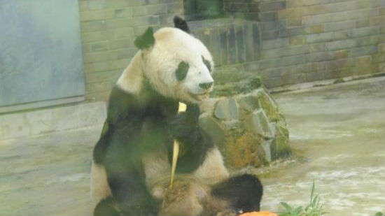 走好！世界最老雄性大熊猫“盼盼”去了