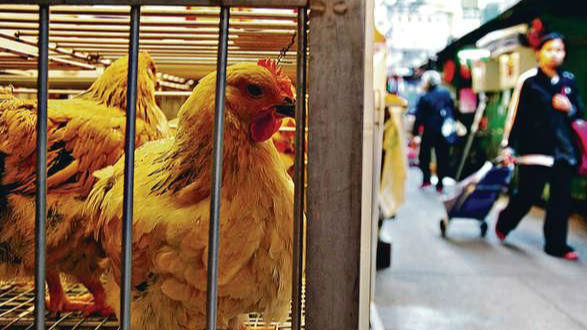 香港售货员卖冒牌鸡被判罪成