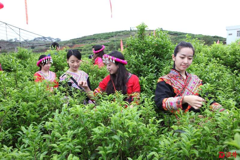 凤凰镇的绿色茶园