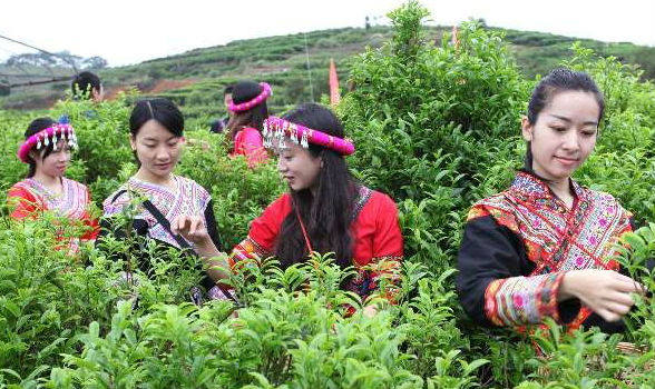 差不多55万元一斤！潮州凤凰单丛茶王拍出天价