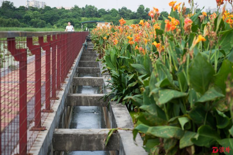 大事3、茅洲河污浊的河水可在湿地植物的天然净化后将变得清澈