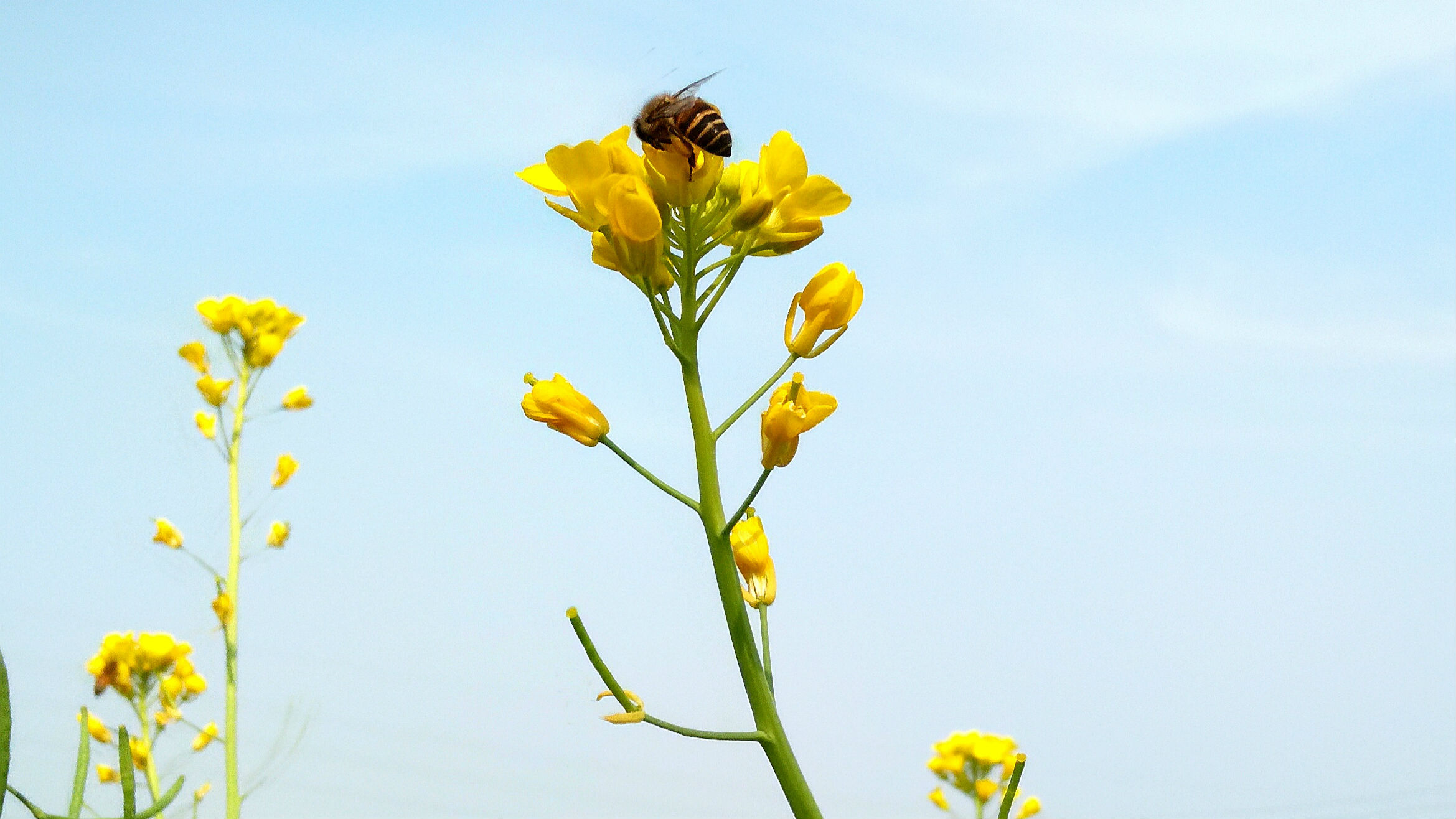 春节去哪玩？不如一起到东莞桥头赏油菜花吧！