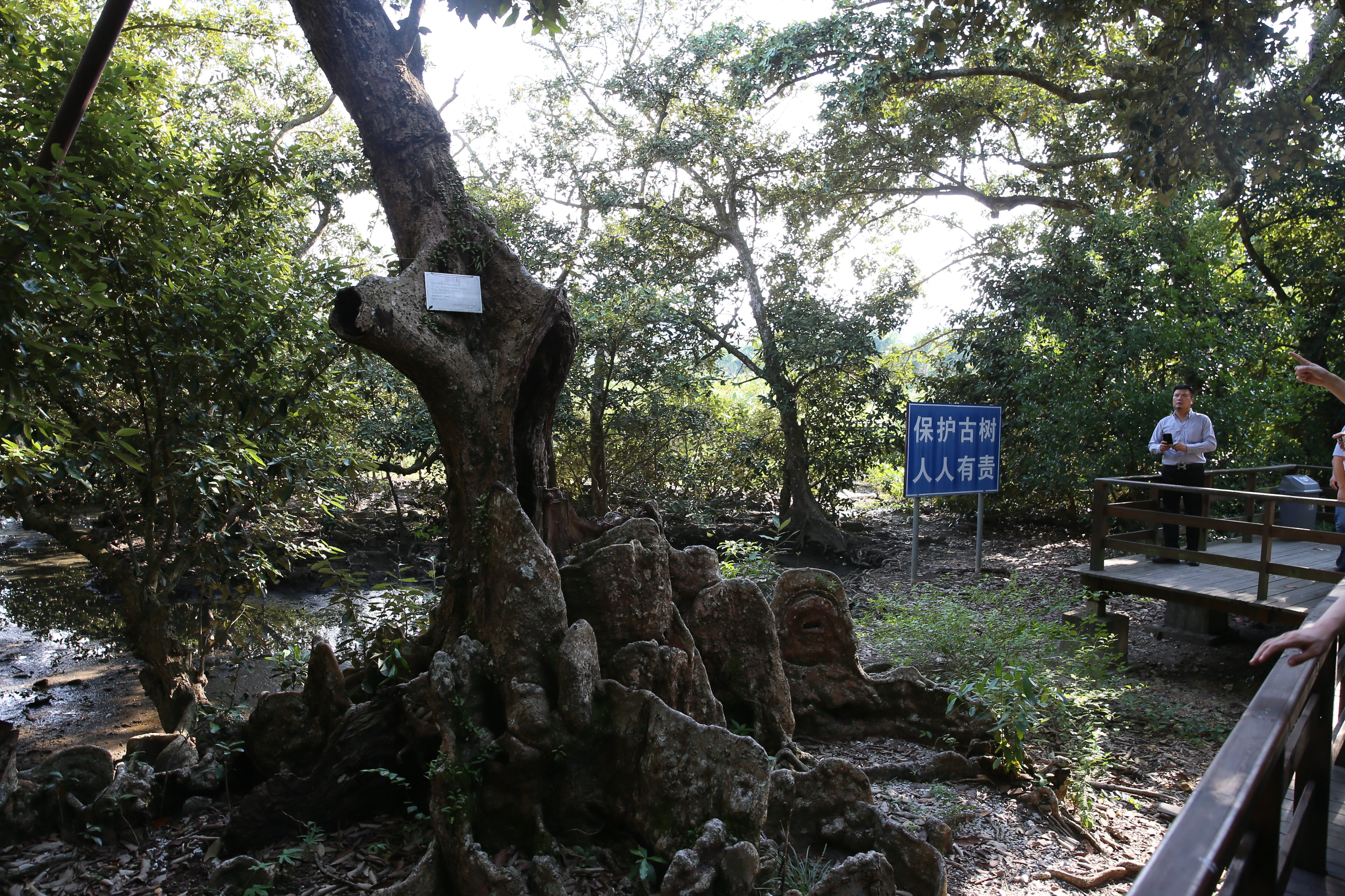 IBC2017 | 深圳野生植物约2500种