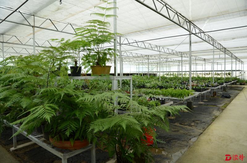 仙湖植物园蕨类植物保育温室一角_proc_proc