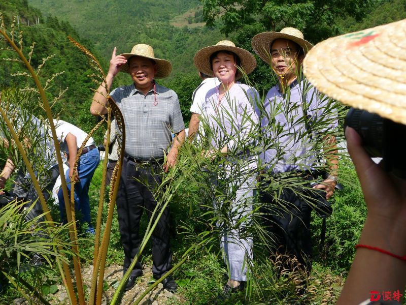 专家考察德保苏铁回归后的生长情况_proc