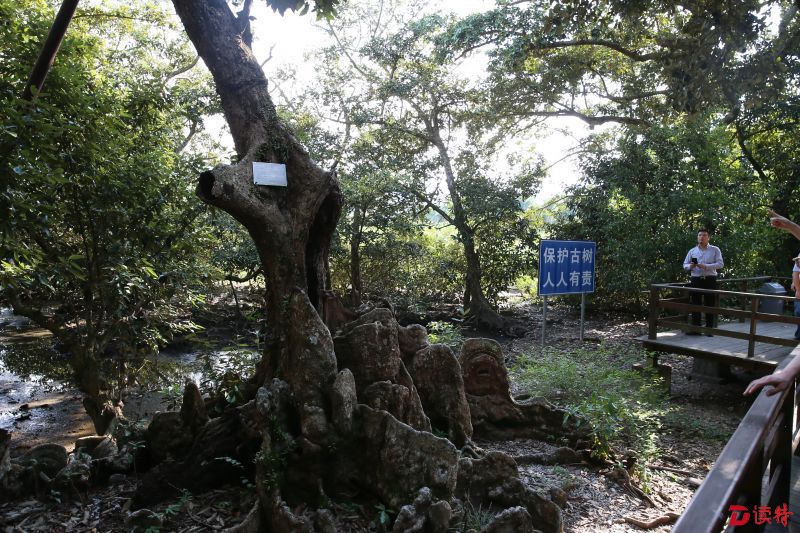 已被保护起来的坝光古银叶树_proc