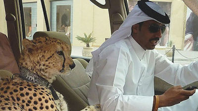 土豪们不能遛虎遛豹了 阿联酋立法禁养危险动物