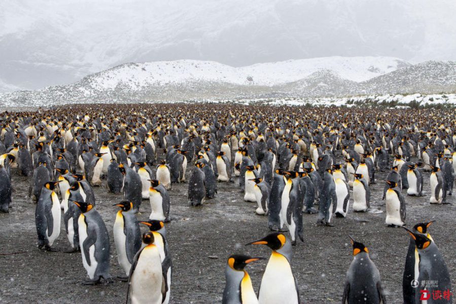 25万只帝企鹅齐聚南极!