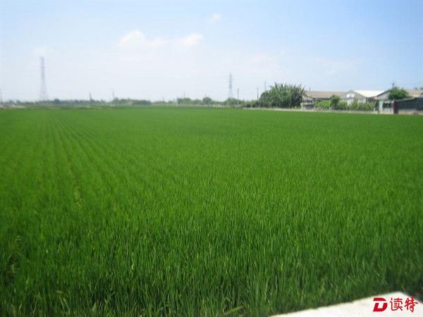 台湾云林12天出现5起禽流感 已扑杀逾4万只家禽