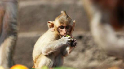 不仅有记忆，还有自信的判断！猴子真的会思考？