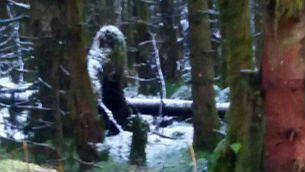 英国女子所拍森林照片中惊现神秘“大脚怪”