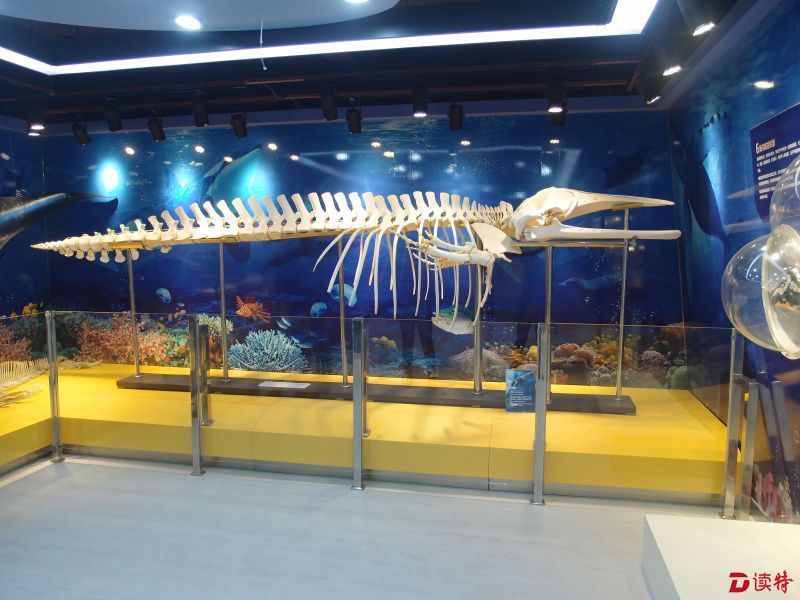 小须鲸骨骼标本