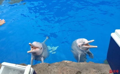 中华白海豚国家级自然保护区科教基地落户珠海