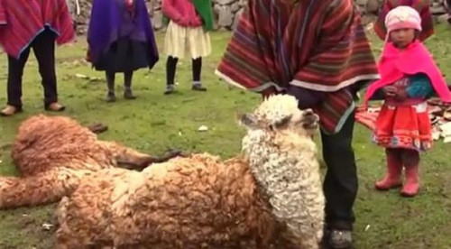 秘鲁遭遇寒流侵袭 18万只羊驼冻死