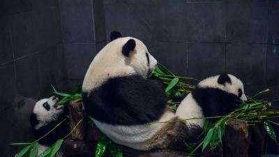 大熊猫在澳门：爱心呵护下的“健康”好日子