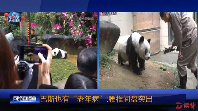 大熊猫的寿命一般都是20岁左右，37岁可以说是非常难得的“高寿”了，相当于人类的150岁左右。