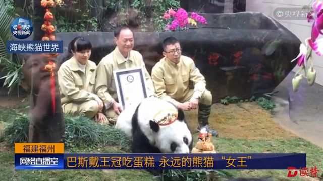 饲养员为巴斯带上了王冠。饲养员们手拿着巴斯世界最长寿的圈养大熊猫的认证书，和巴斯合影留念。