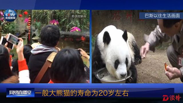 每年，巴斯都能收到很多来自家乡的祝福。当年救起巴斯的村民还会经常为她带来家乡四川的水和竹叶。世界各地的“熊猫迷”也会为巴斯送来礼物和祝福。