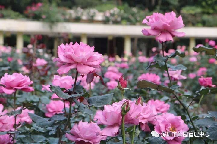 三大花展將開幕,春節玩轉深圳公園攻略來了