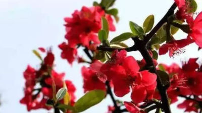 约起来！深圳的梅花、月季、樱花...开好了！