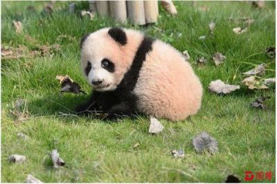 蓝瘦！上海动物园大熊猫母子突发重病死亡