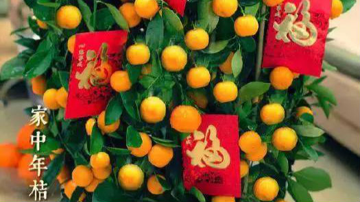 春节后年花年桔不知咋处理？这下有解决办法啦