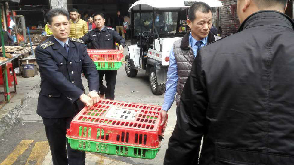 年关到防流感 新安街道清查非法活禽交易