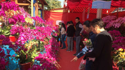 深圳77个迎春花市开市了，走起！