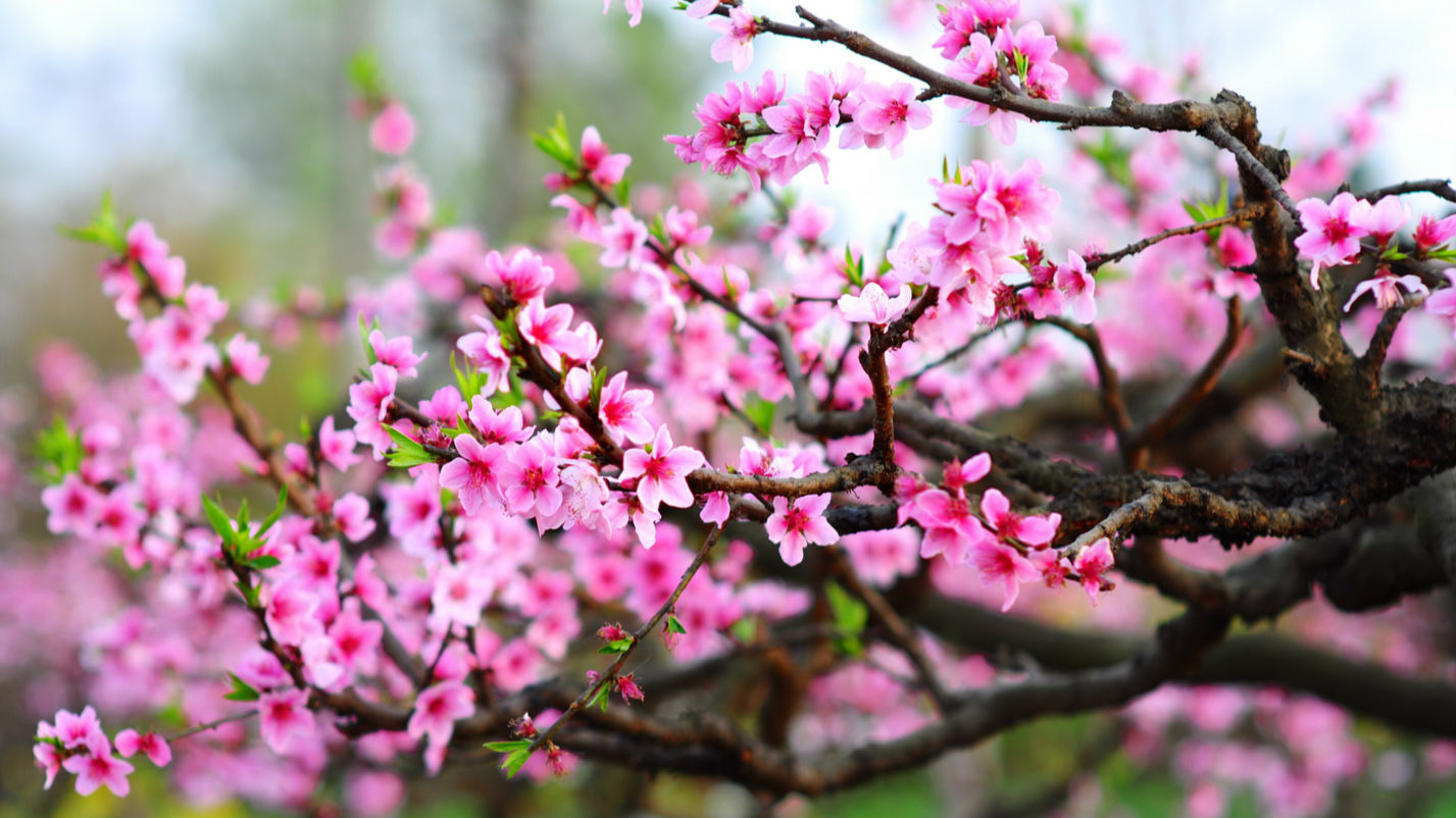 2月月历 | 二月春早，沉醉花海一起浪