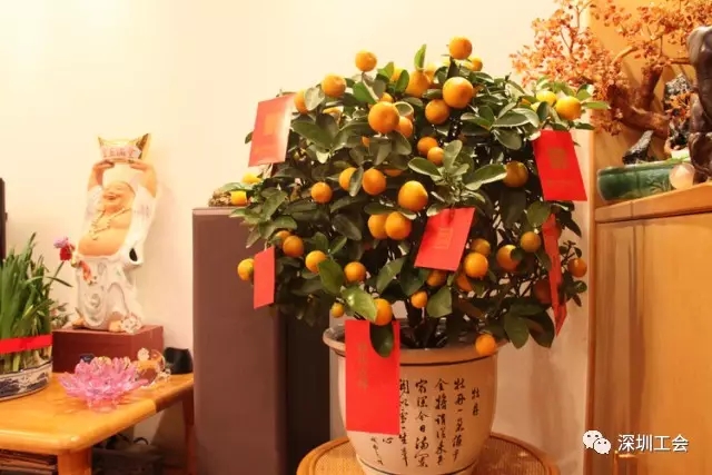 留守深圳过年 这十大年俗你晓得吗？
