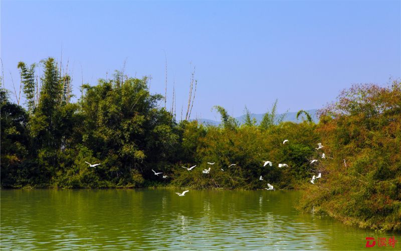 东江湿地公园白鹭