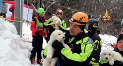 意遇雪崩酒店挖出三只狗宝宝 救援人员又抱又亲
