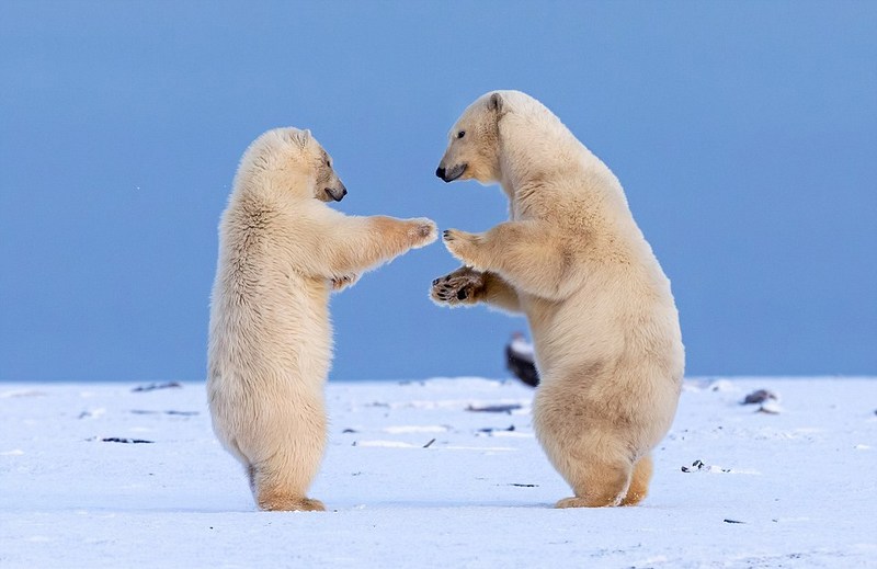 两只小熊跳舞儿歌简谱图片