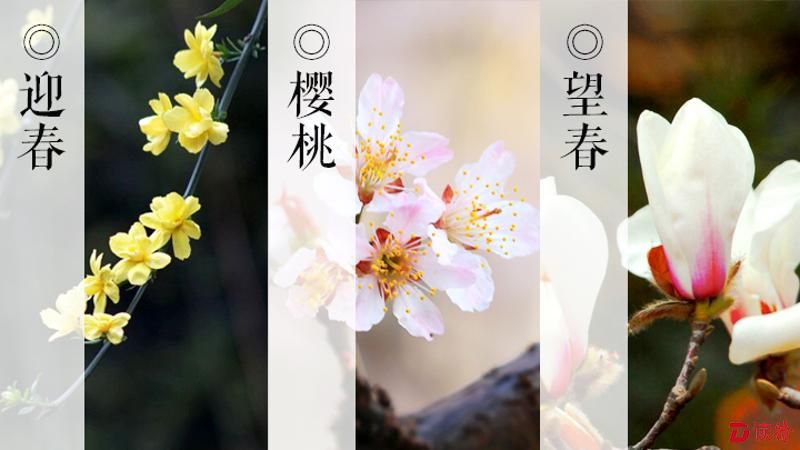 "中国古代将立春分为三候:"一候东风解冻,二候蛰虫始振,三候鱼陟负冰.