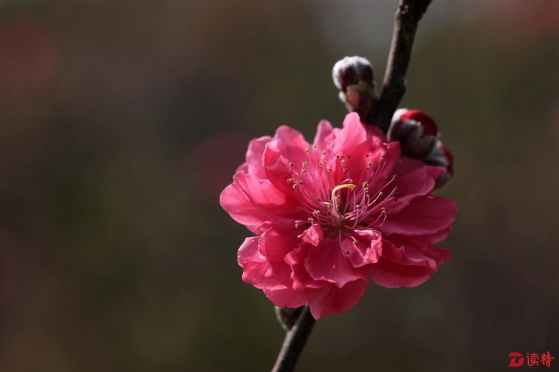 含苞花蕾惹人醉--07