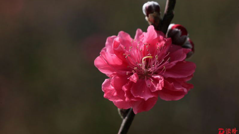 含苞花蕾惹人醉 莲花山上闲觅春