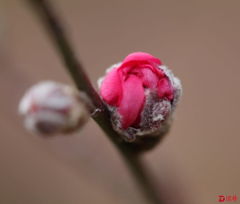 含苞花蕾惹人醉--12