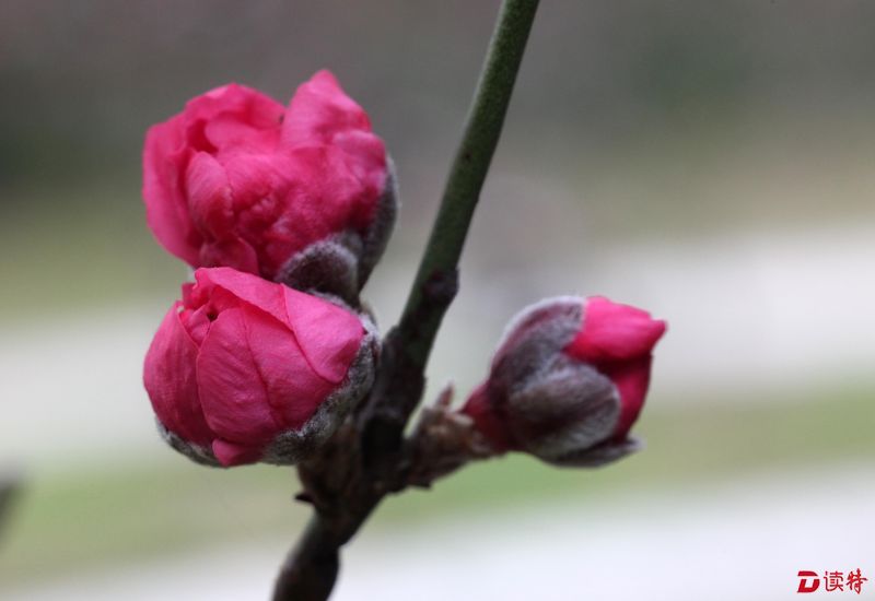 含苞花蕾惹人醉--14
