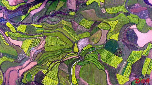 　　广西融安县东起乡长丰村的油菜花地（2016年3月7日摄）。新华社记者 张爱林 摄