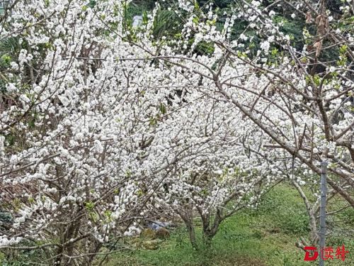 梅山乡瑞里科子林观光果园的李花盛开。