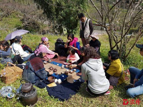 游客在李花果园设茶席赏花喝茶。