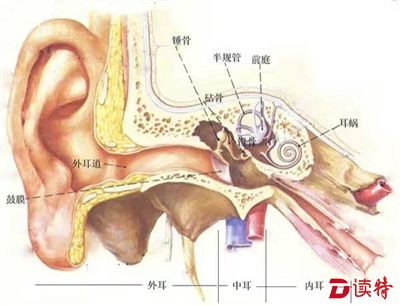 ●耳朵内部结构示意图（小图为李强耳朵中的蟑螂尸体放大图）