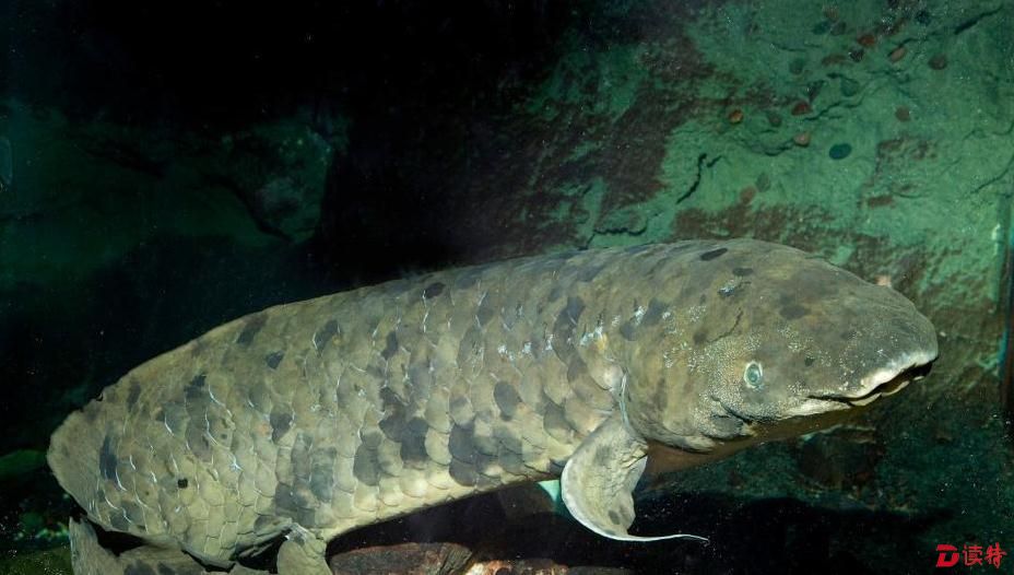 世界最长寿鱼离世 90岁高龄被称"老爷爷"