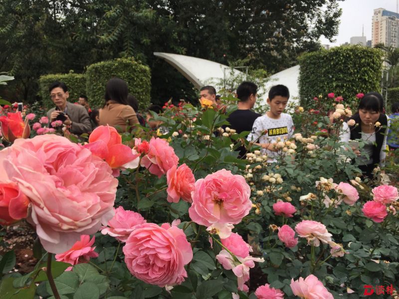 人民公园月季花展人气旺